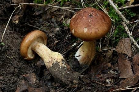Gelbblättriger Ritterling, Foto 2