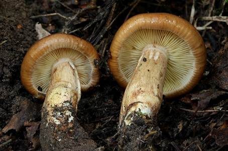 Gelbblättriger Ritterling, Foto 3