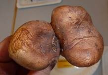 Gelbblättriger Ritterling, Foto 17