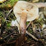 Gelbblättriger Ritterling, Foto 18