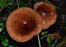 Gelbblättriger Ritterling, Foto 19