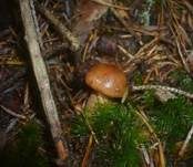 Gelbblättriger Ritterling, Foto 21