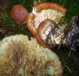 Gelbblättriger Ritterling, Foto 22