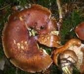 Gelbblättriger Ritterling, Foto 23