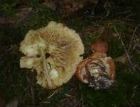 Gelbblättriger Ritterling, Foto 24