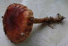 Gelbblättriger Ritterling, Foto 26