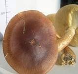 Gelbblättriger Ritterling, Foto 27