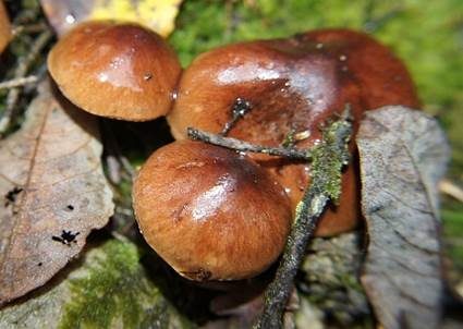 Gelbblättriger Ritterling, Foto 5