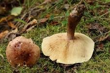 Gelbblättriger Ritterling, Foto 7