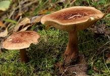 Gelbblättriger Ritterling, Foto 8