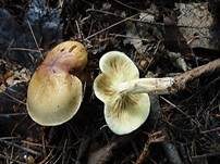Gelbblättriger Ritterling, Foto 9