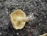 Gelbblättriger Ritterling, Foto 11