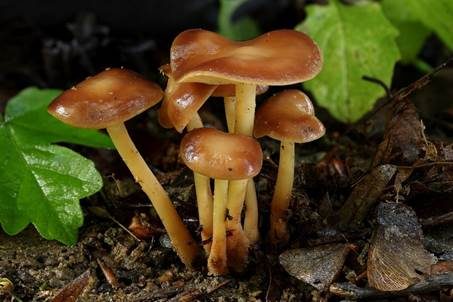 Gelbblättriger Rübling, Foto 2