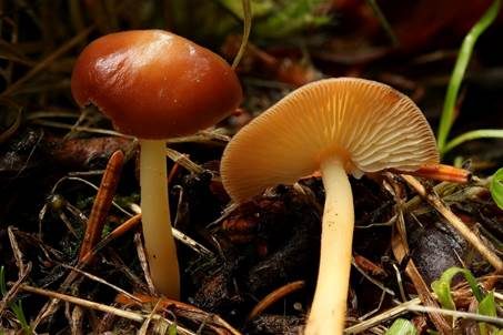 Gelbblättriger Rübling, Foto 3
