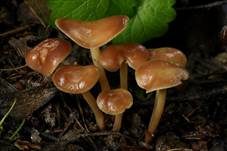 Gelbblättriger Rübling, Foto 12