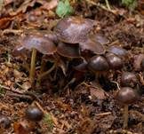 Gelbblättriger Rübling, Foto 15