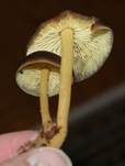 Gelbblättriger Rübling, Foto 18