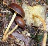 Gelbblättriger Rübling, Foto 20