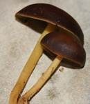Gelbblättriger Rübling, Foto 21