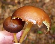 Gelbblättriger Rübling, Foto 23
