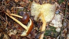 Gelbblättriger Rübling, Foto 26