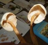 Gelbblättriger Rübling, Foto 27