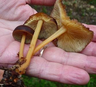 Gelbblättriger Rübling, Foto 5