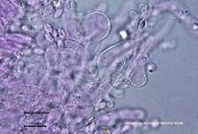 Gelbblättriger Rübling, Foto 36