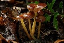 Gelbblättriger Rübling, Foto 6