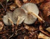 Gelbblättriger Rübling, Foto 8