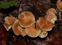 Gelbblättriger Rübling, Foto 10