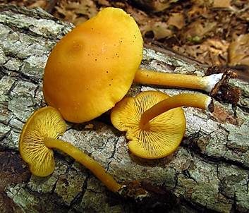 Gelbblättriger Scheinrübling, Foto 2
