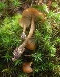 Gelbblättriger Scheinrübling, Foto 15