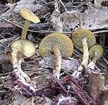 Gelbblättriger Scheinrübling, Foto 19