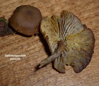 Gelbblättriger Scheinrübling, Foto 20