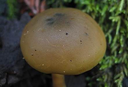 Gelbblättriger Scheinrübling, Foto 4