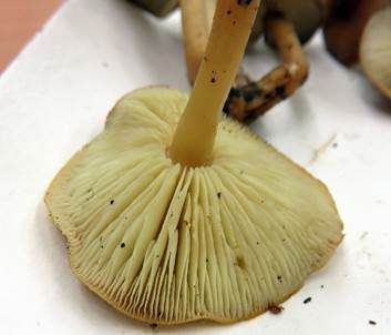 Gelbblättriger Scheinrübling, Foto 5