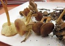 Gelbblättriger Scheinrübling, Foto 10