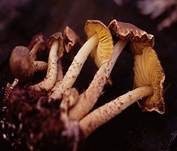 Gelbblättriger Schirmling, Foto 14
