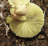 Gelbblättriger Schirmling, Foto 7