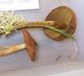 Gelbblättriger Torfmoos-Hautkopf, Foto 7