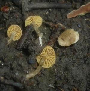 Gelbblättriger Trompetenschnitzling, Foto 6