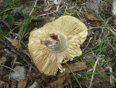 Gelbblättriger Weißtäubling, Foto 4
