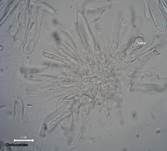 Gelbblättriger Weißtäubling, Foto 11