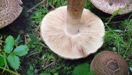 Bärtiger Ritterling, Foto 20
