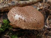 Bärtiger Ritterling, Foto 33