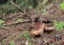 Bärtiger Ritterling, Foto 6