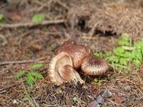 Bärtiger Ritterling, Foto 7