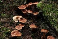 Bärtiger Ritterling, Foto 9