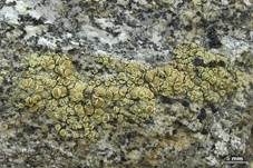 Gelbe Becherkrustenflechte, Foto 5
